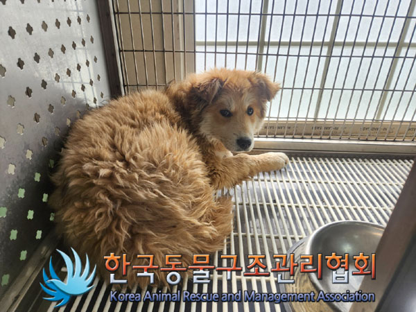 한국동물구조관리협회_441560202300324